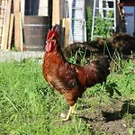 Am Sonnenhang Obertraun